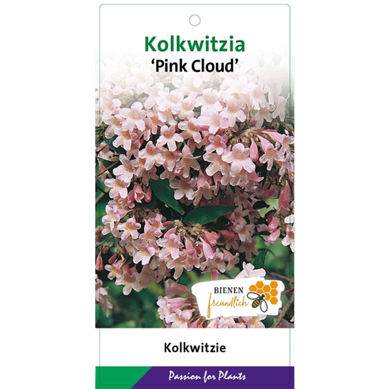 Kolkwitzia amabilis 'Pink Cloud' - C5 50-60 CM